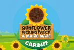 Cardiff Maize Maze & Sunflower Patch