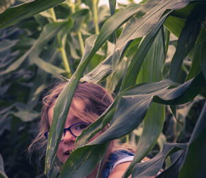 Child peeping through Maize plants