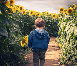 A small child on a path in the Sunflower Patch
