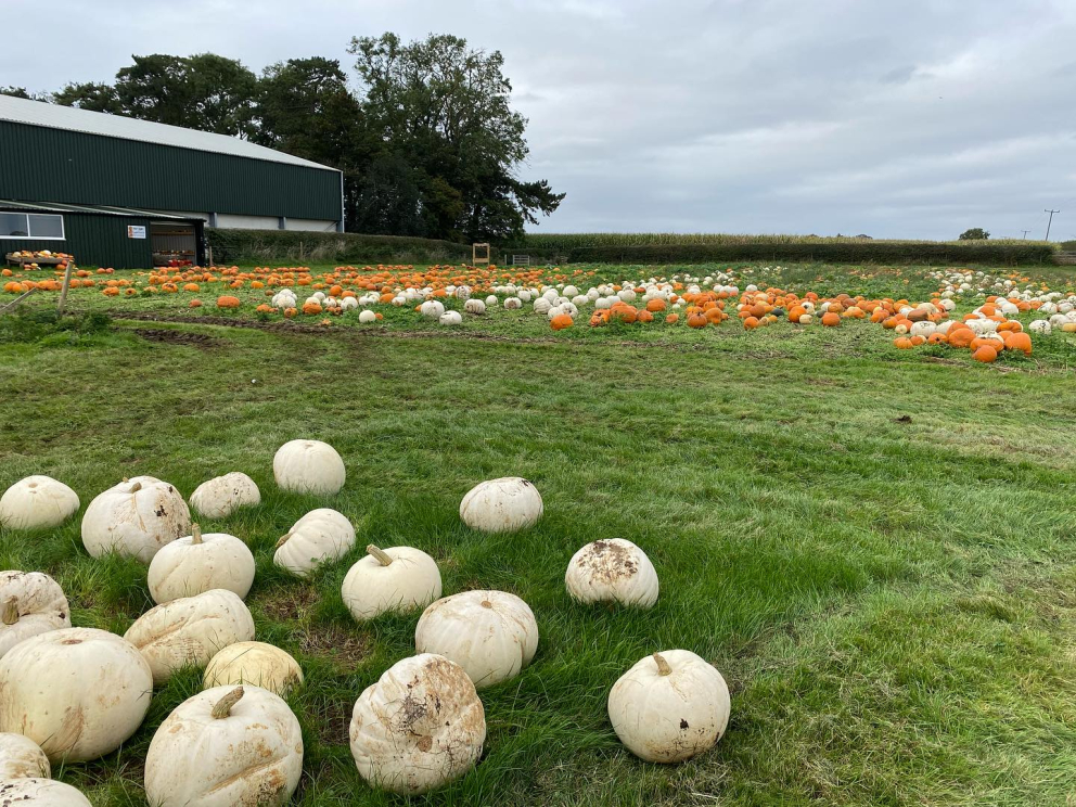 Pumpkin Patch