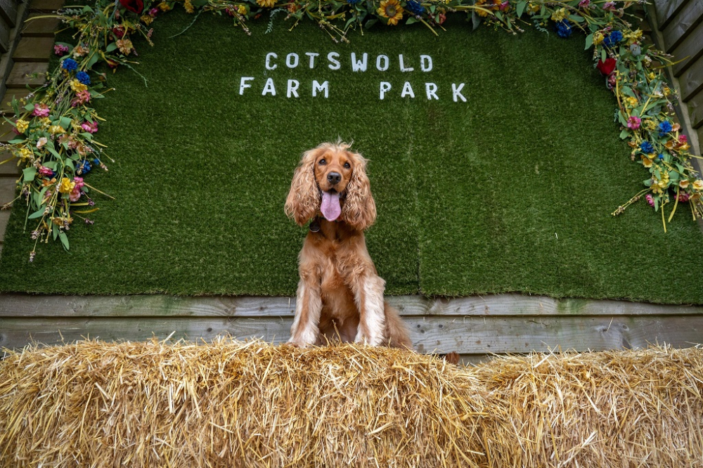 Cotswold Farm Park dog