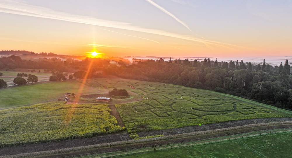 Cowdray's Maize Maze Sunset