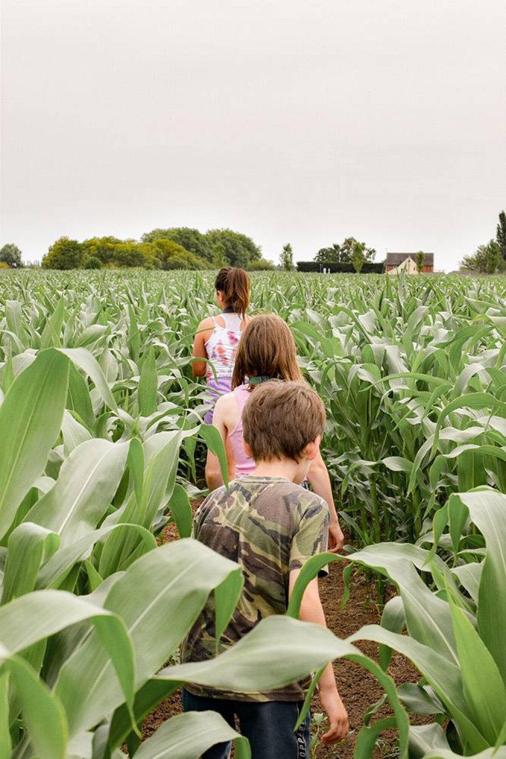 Dove Fields Maize Maze