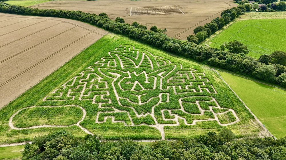 Goat Shed Maize Maze 2024 photo