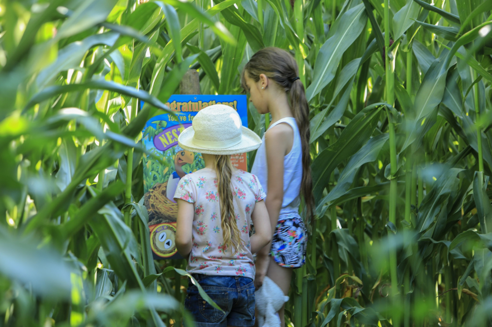 Lower Drayton Farm Maize Maze