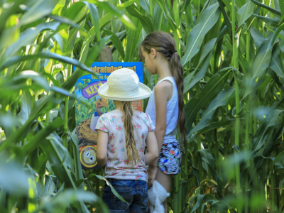 Lower Drayton Farm Maize Maze