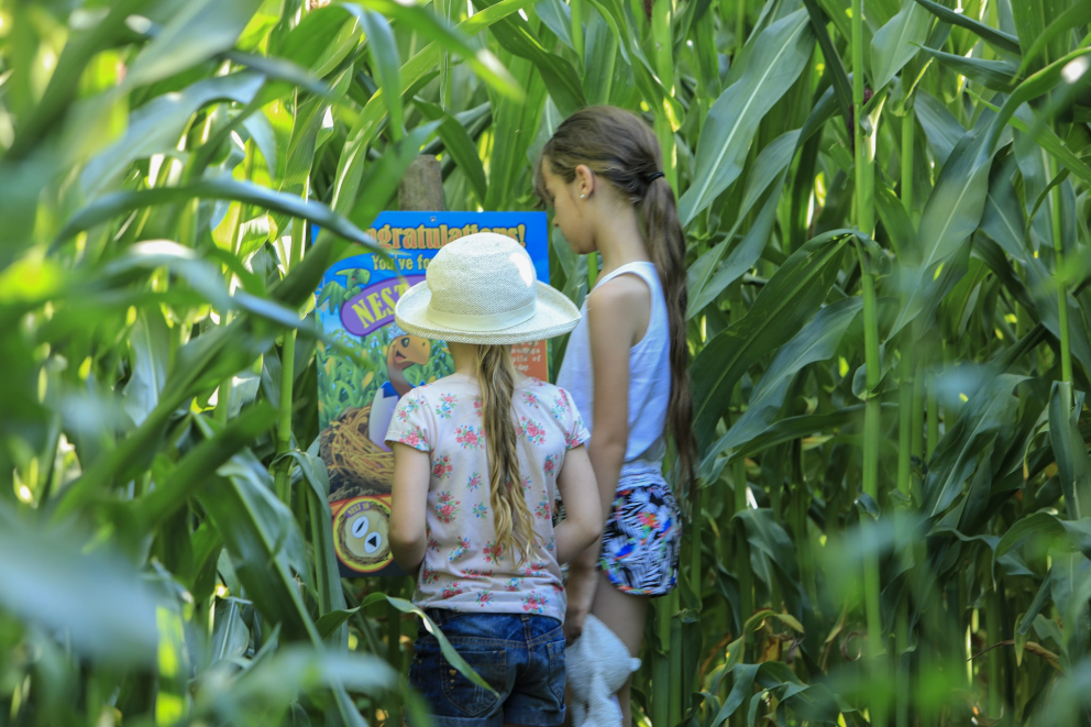 Lower Drayton Farm Maize Maze