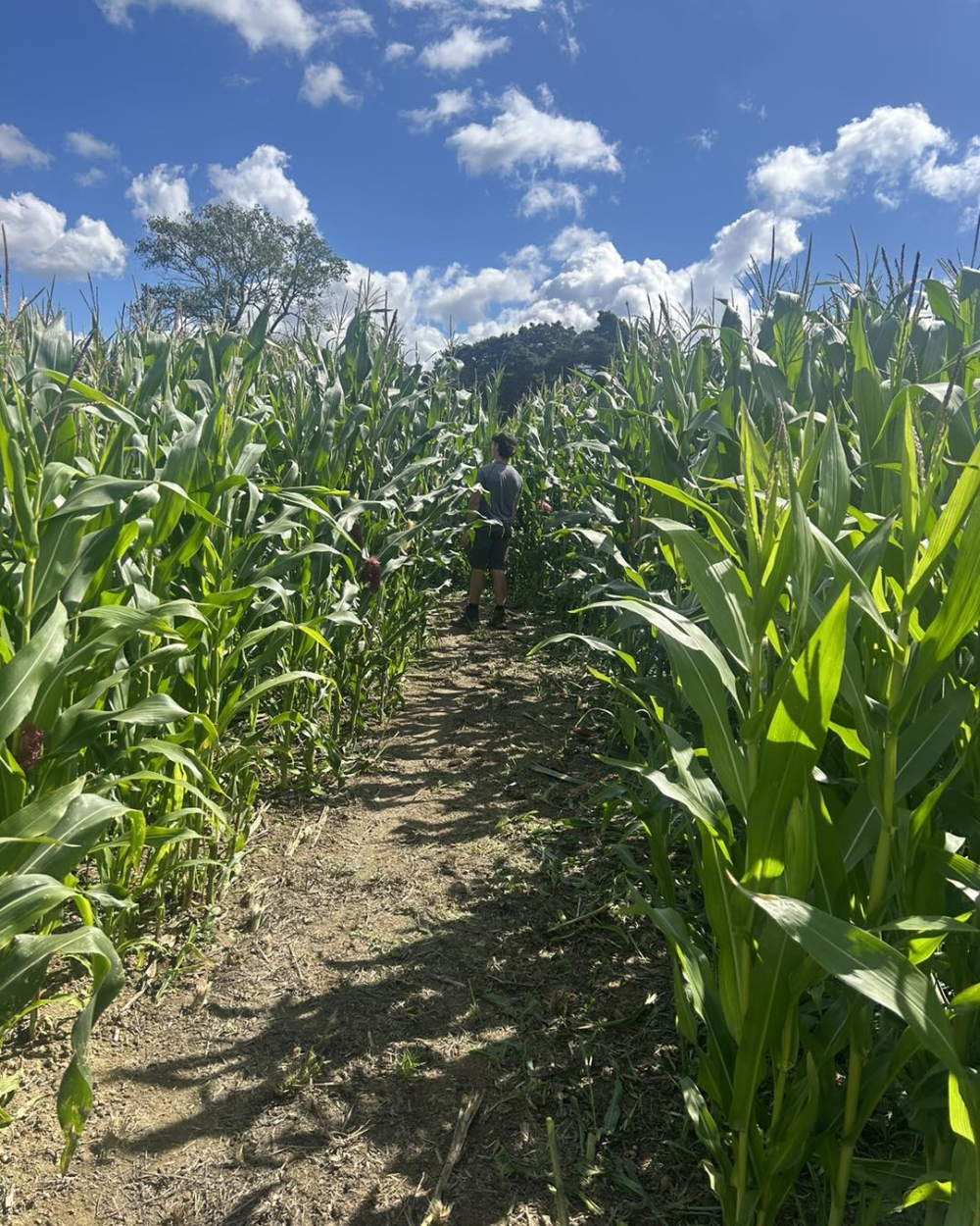 Maize Maze Locations | Lower Ladysden Farm Maize Maze in Kent