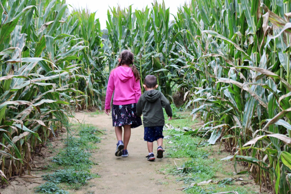 Marsh Maize Maze