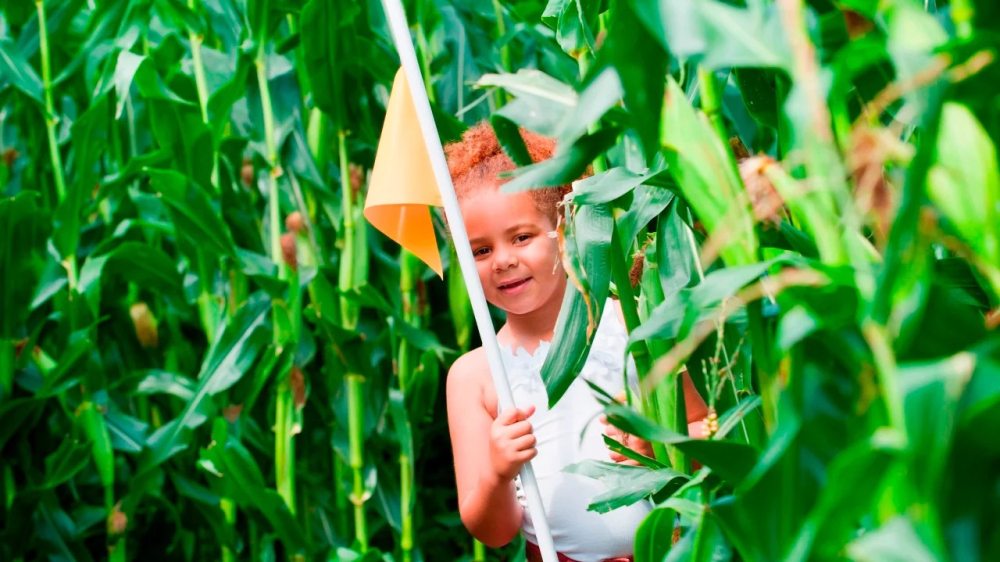 National Forest Adventure Farm Maize Maze