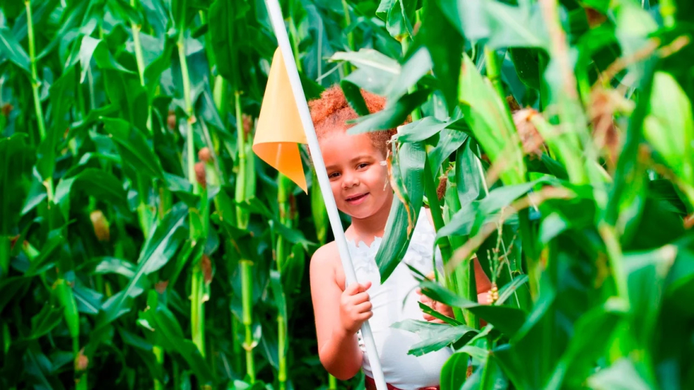 National Forest Adventure Farm Maize Maze