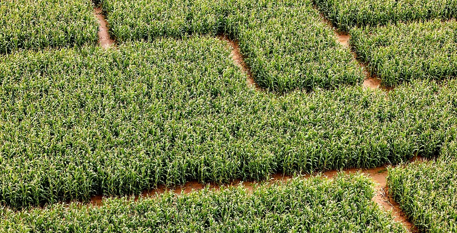 Maize Maze Locations | Nottinghamshire PYO Pumpkins Maize Maze
