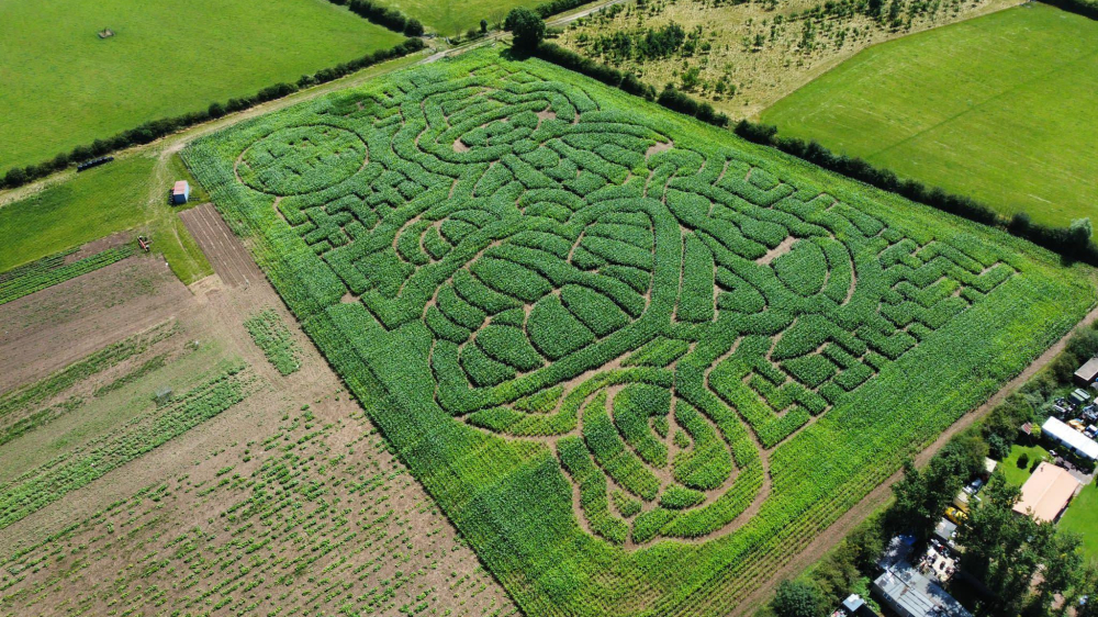Oscar's Pumpkin Patch Maize Maze