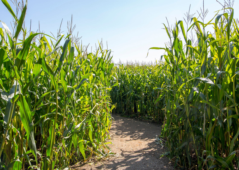 Quex Adventure Farm Park