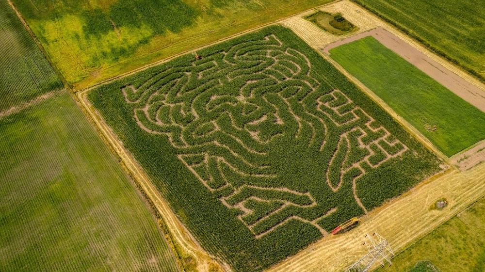 Ridgeway Farm Maize Maze aerial photo 2026