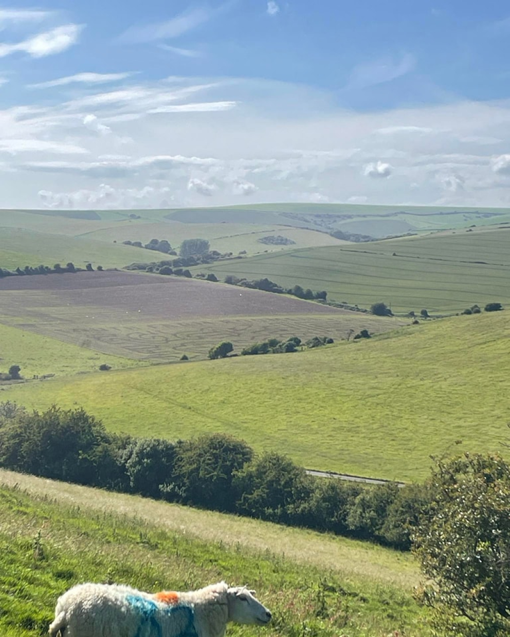 Maize Maze at South Farm