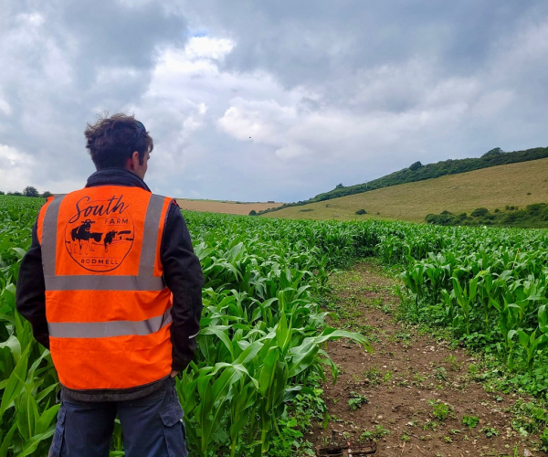 Farmer in maize field South Farm Rodmell maize maze