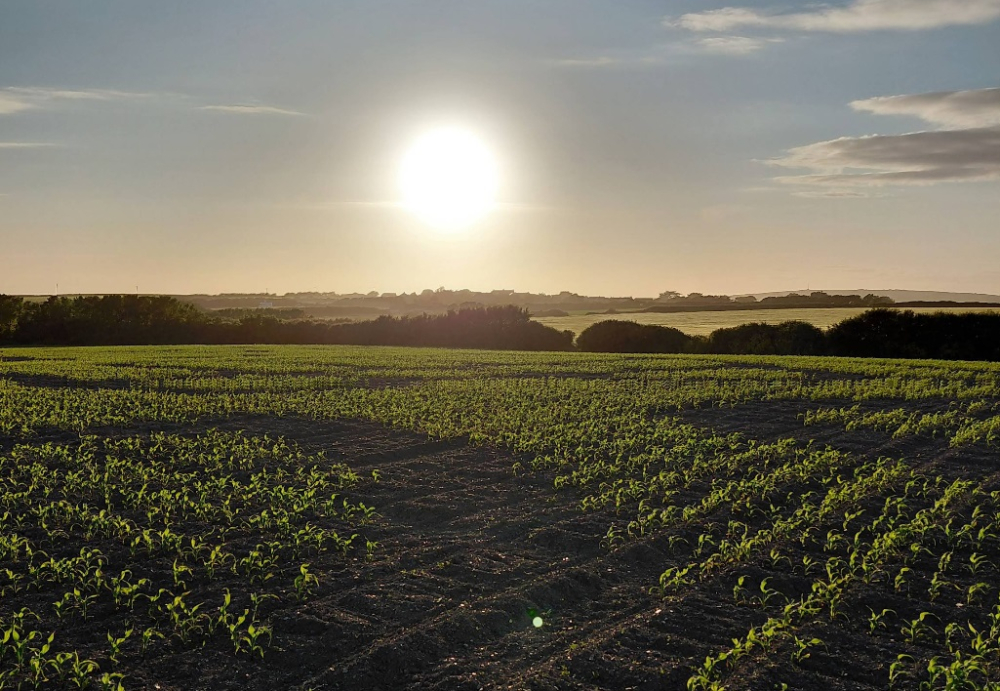 St Merryn Maize Maze and Sunflower Trail field