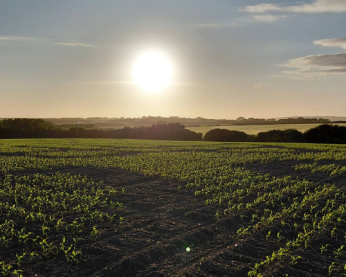 St Merryn Maize Maze Sunsset
