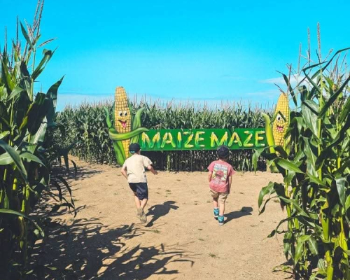 St Merryn Maize Maze kids in maze