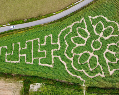 St Merryn Maize Maze flopwer