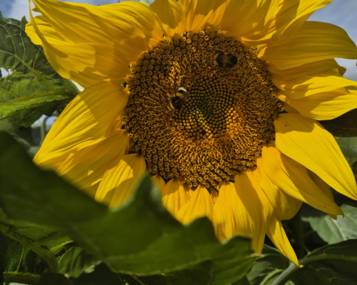 Sunflower