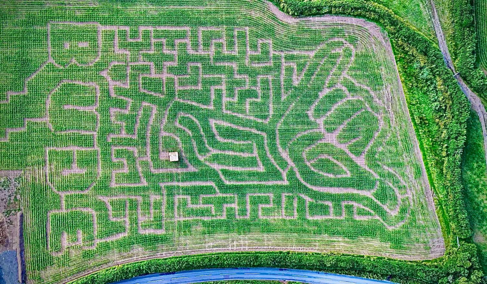 Maize Maze in Bude