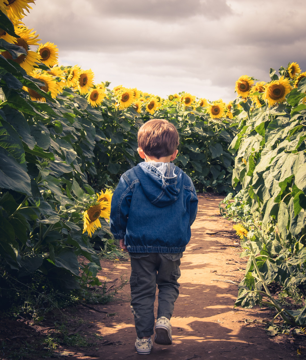 Sunflowers at the Maize Maze