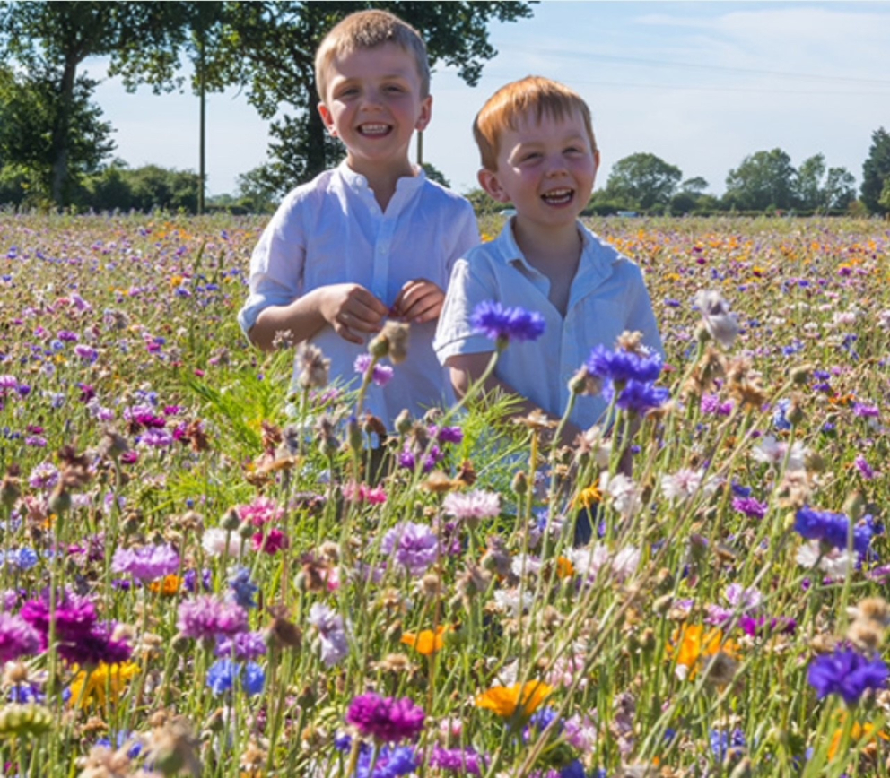 Pulham Patch Maize Maze wildflowers