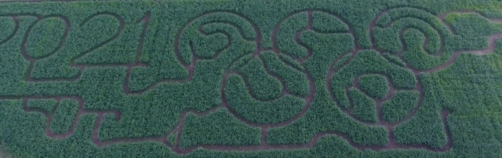 Thornton Abbey Maize Maze