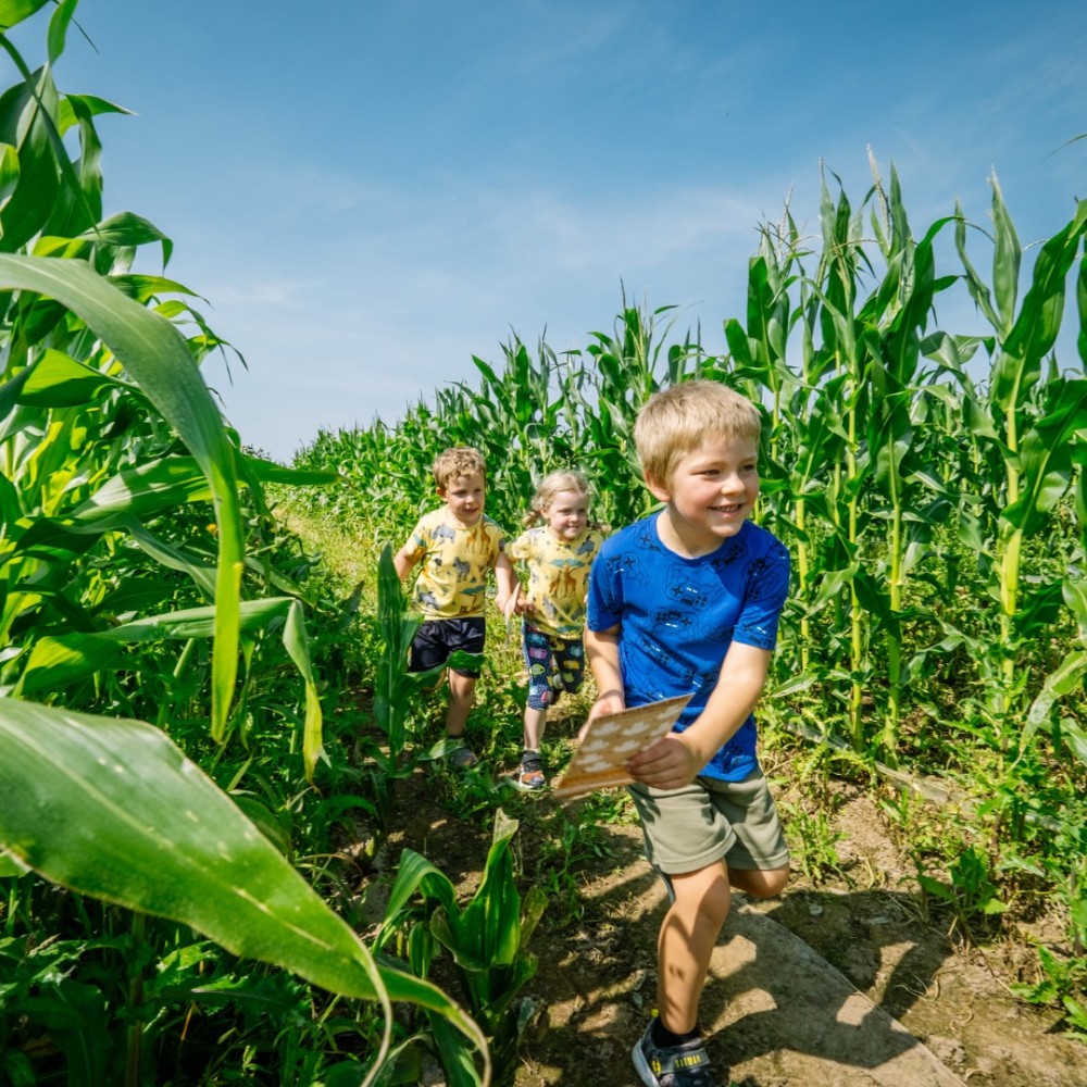 Walby Farm Park Maize Maze kids exploring