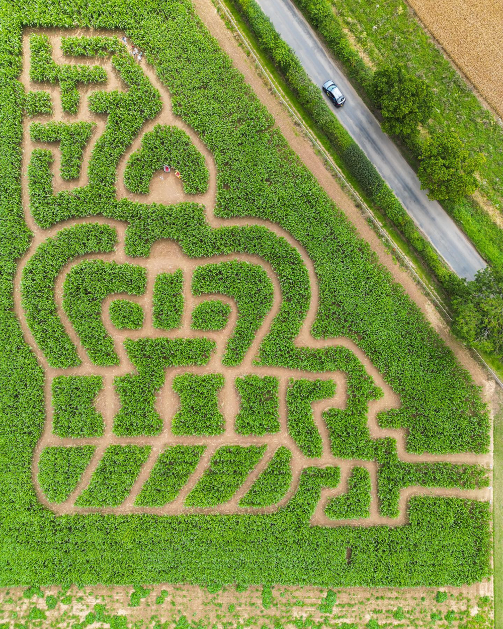 Wroxham Barns Maize Maze