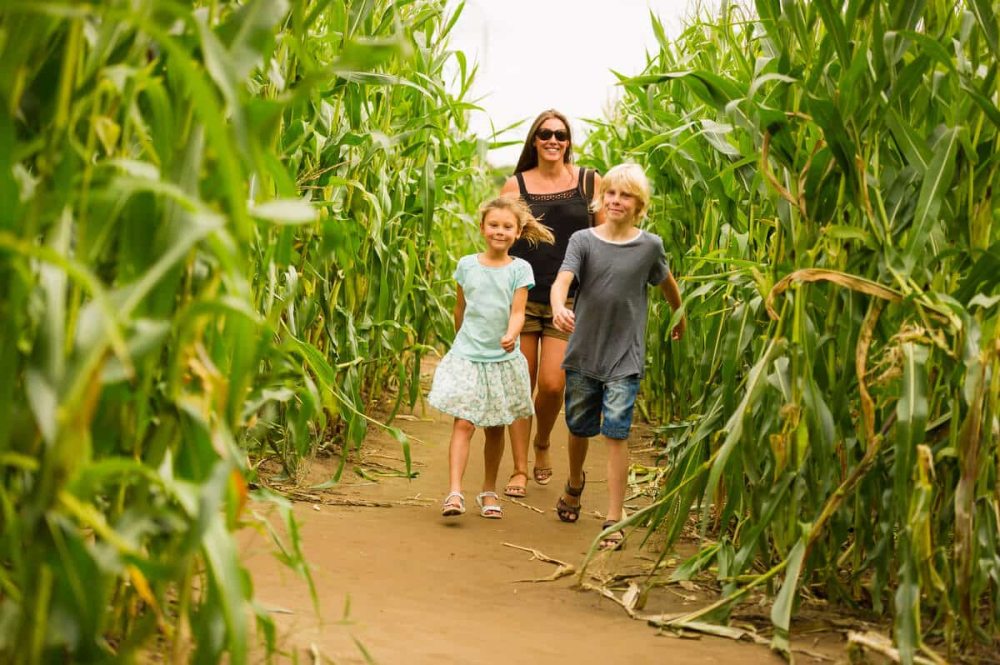 Maize Maze